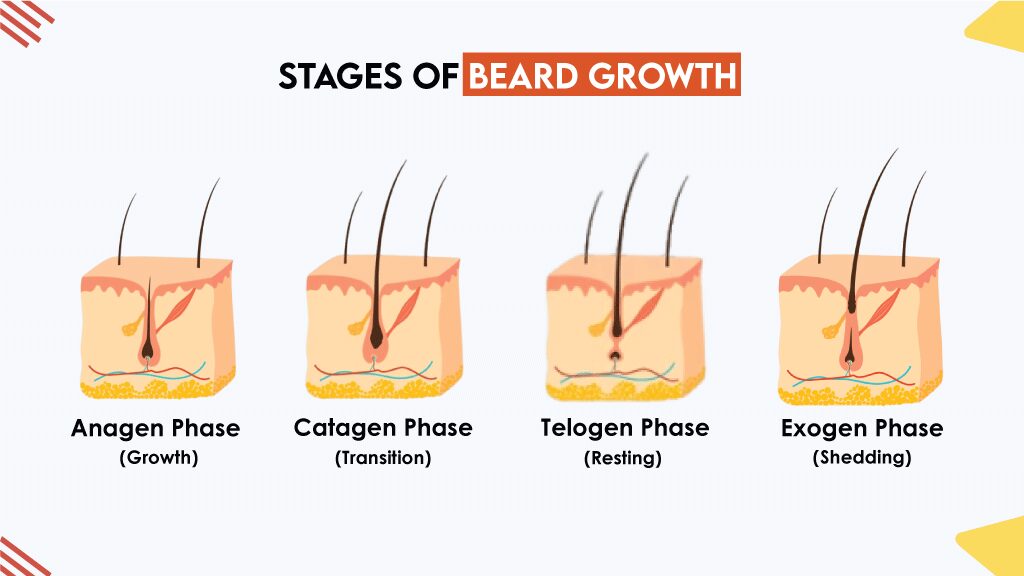 Stages of Beard Growth
