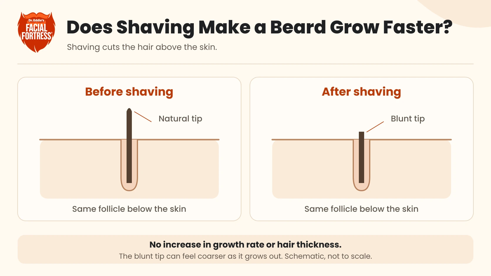 Before-and-after shaving schematic showing the same hair follicle below the skin and a blunt cut hair tip above it; shaving does not increase hair growth rate or thickness.