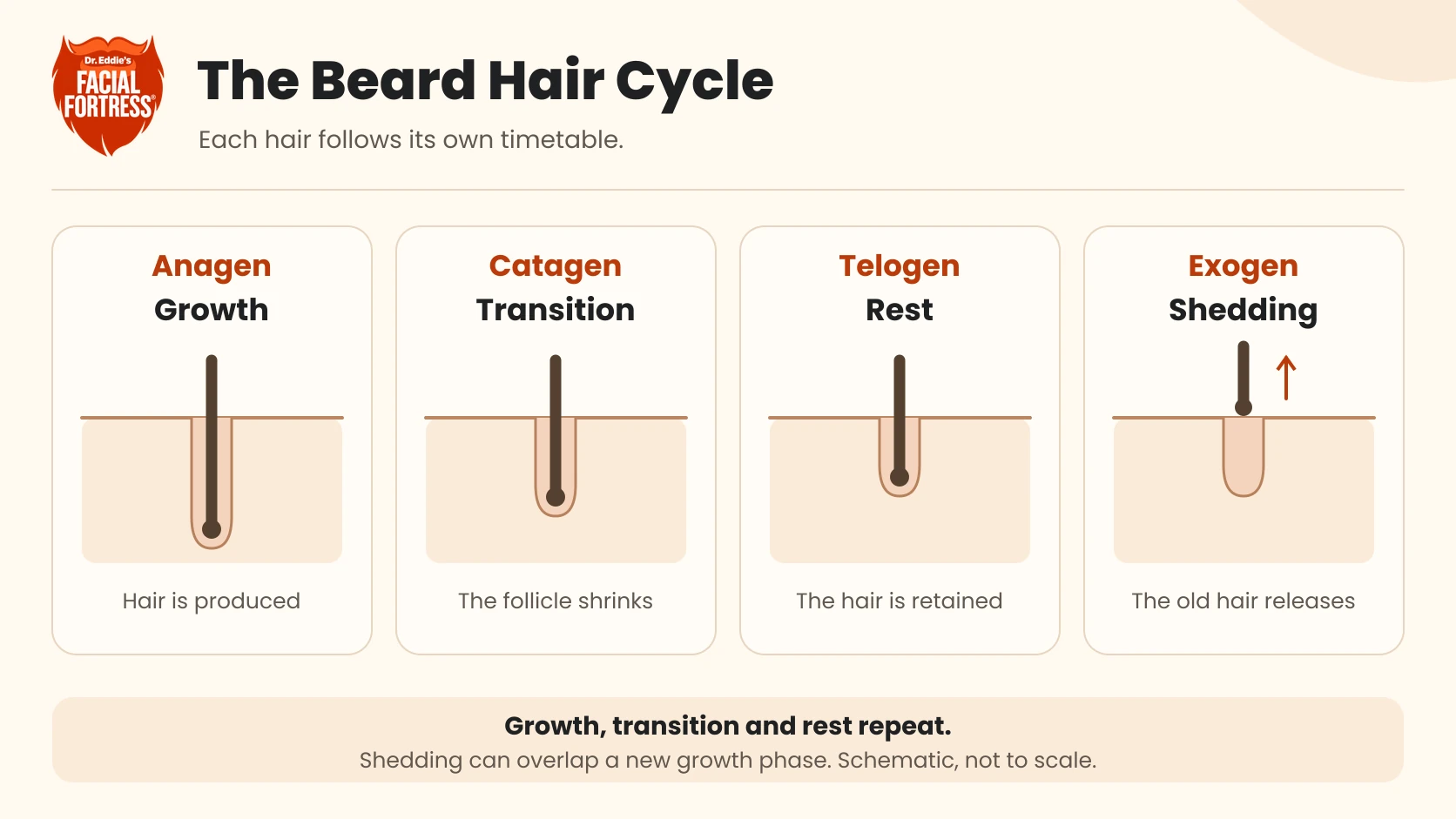 Schematic of anagen growth, catagen transition, telogen rest and exogen shedding. Each beard hair cycles independently, and shedding can overlap a new growth phase.